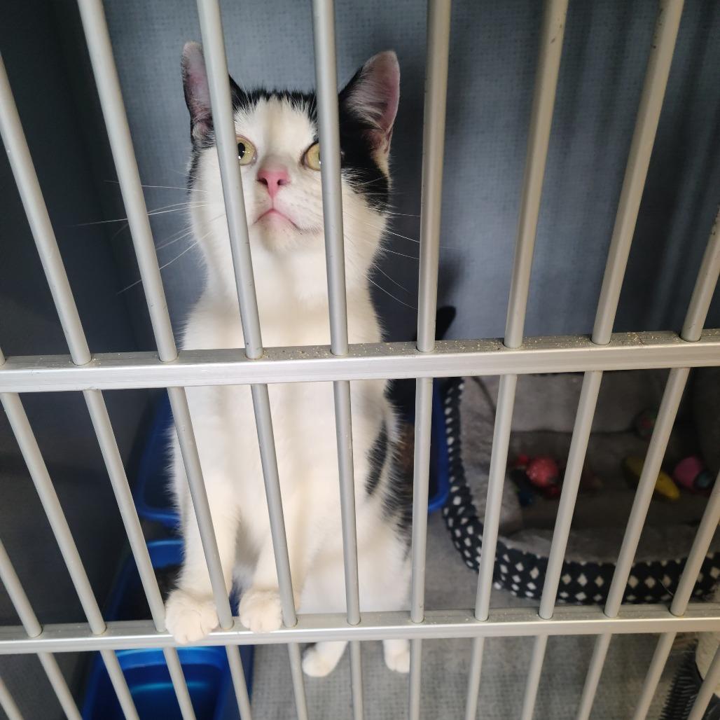 Shawty, Adoptable, Adult Female Domestic Short Hair.