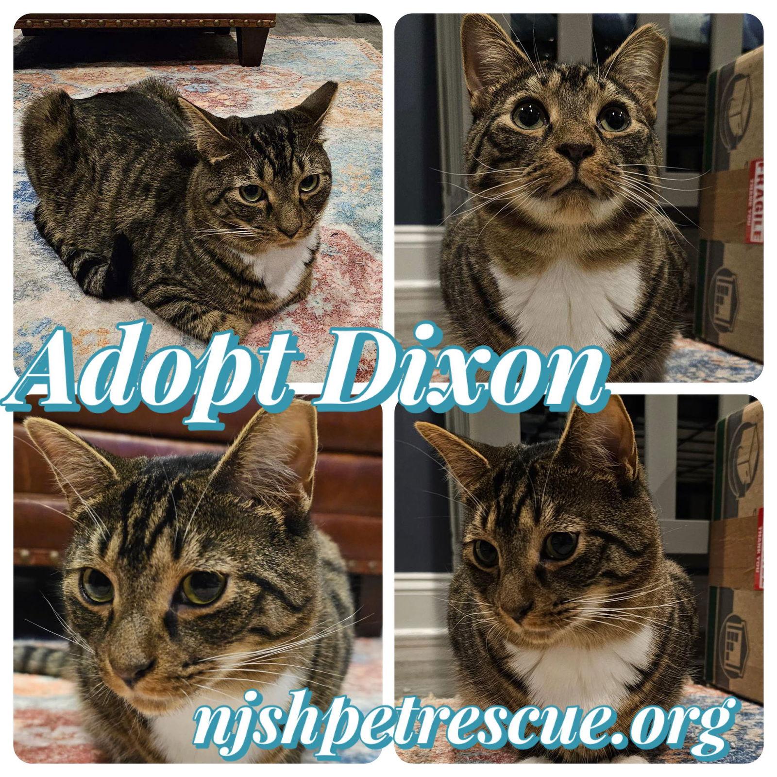 Dixon, Adoptable, Young Male Tabby & Domestic Short Hair.