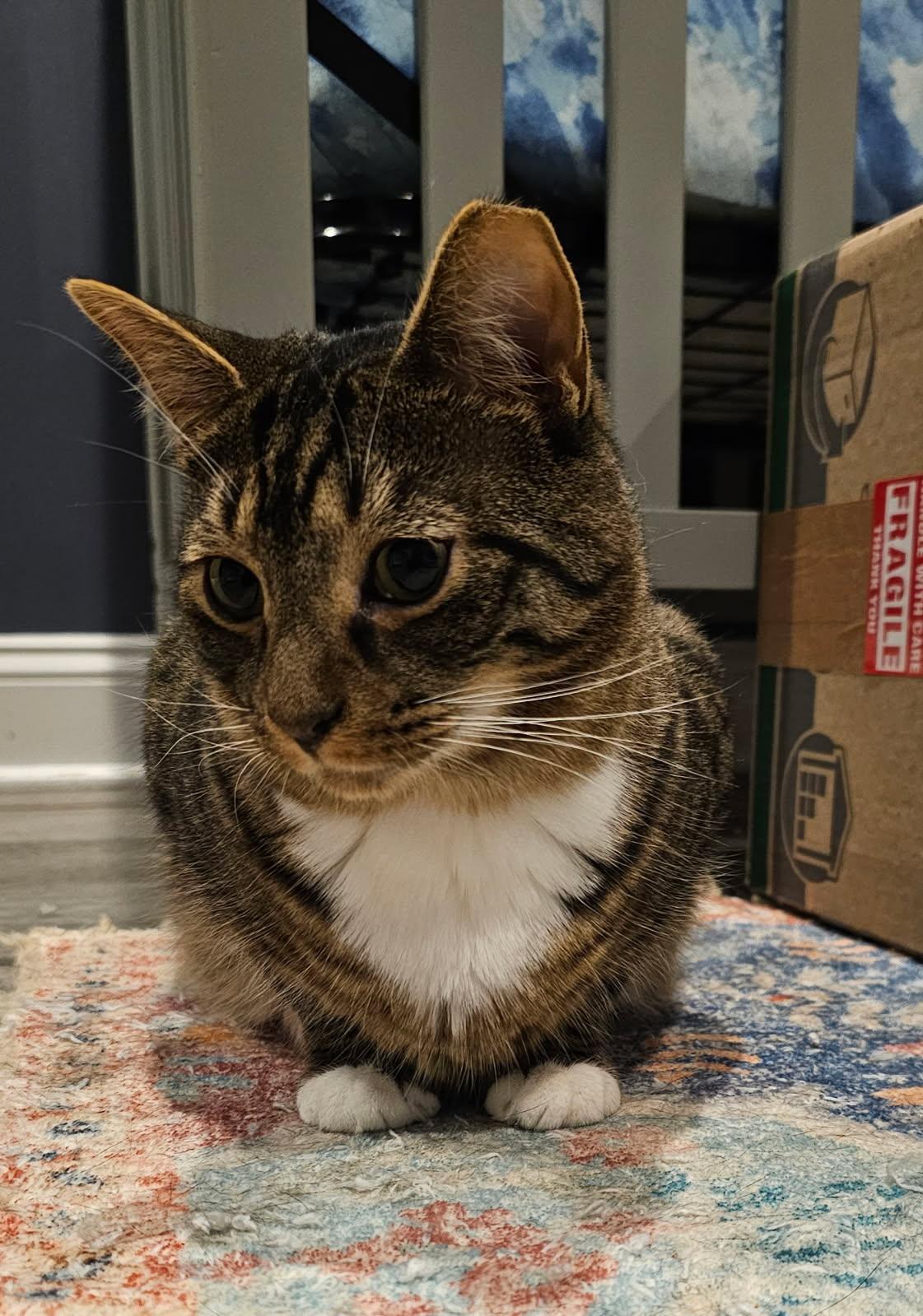 Enlarge Dixon, a Adoptable mixed breed in Chester, NJ image 1/3