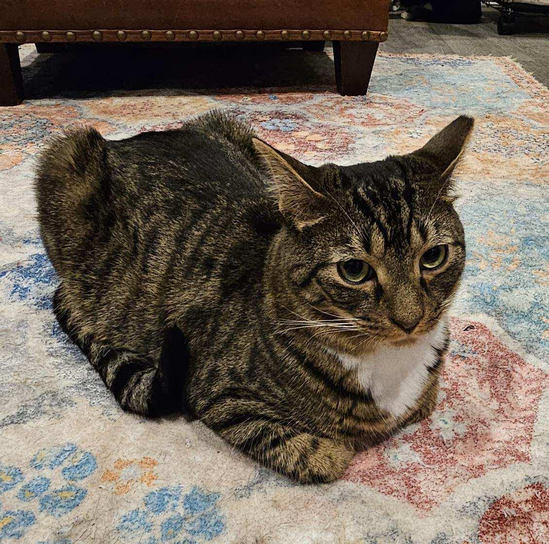 Enlarge Dixon, a Adoptable mixed breed in Chester, NJ image 2/3