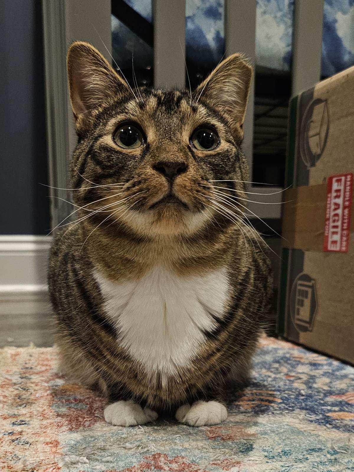 Enlarge Dixon, a Adoptable mixed breed in Chester, NJ image 3/3