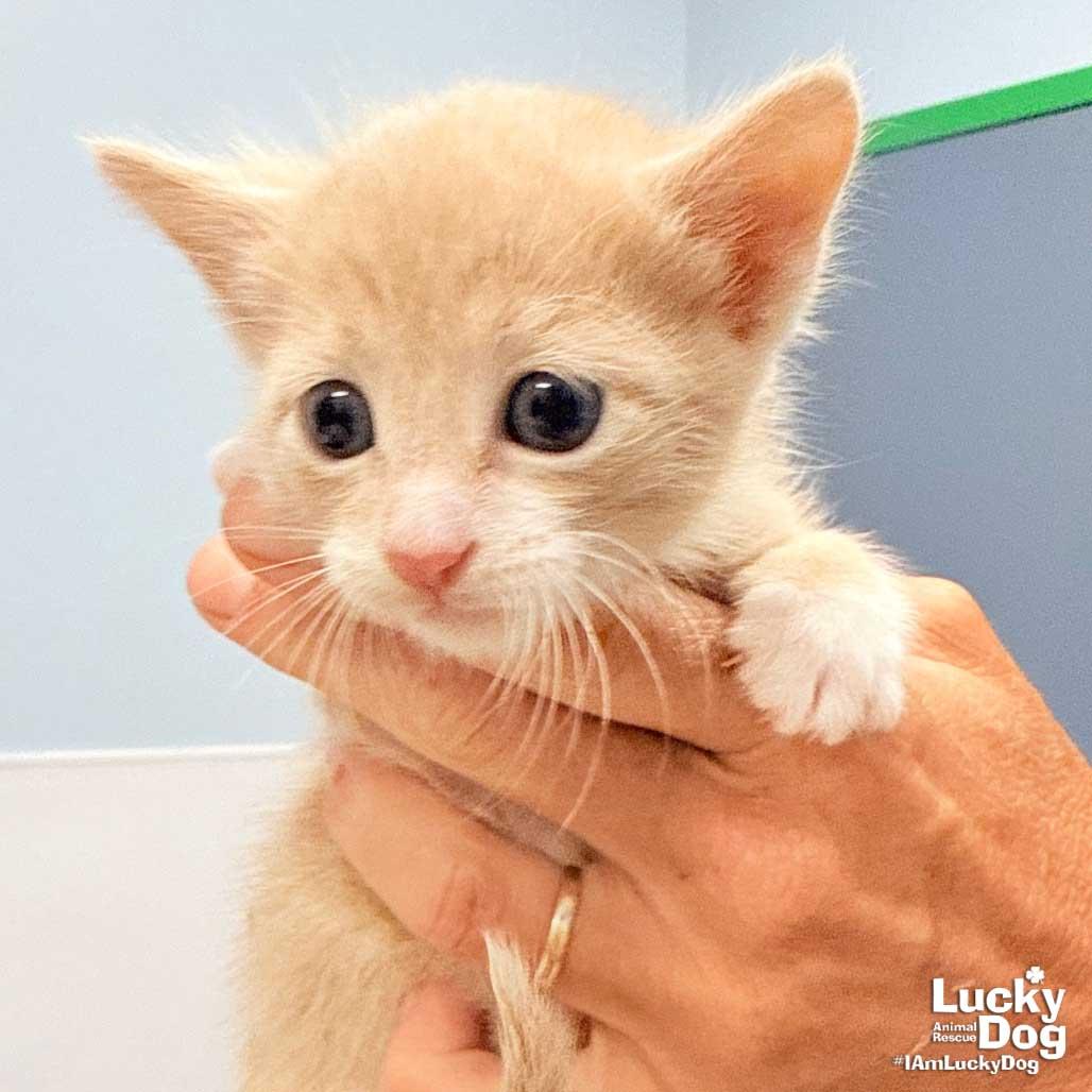 Orindo, Adopted, Kitten Male Domestic Short Hair.