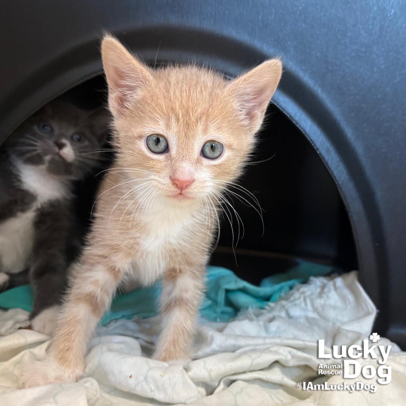Orindo, a Adopted Domestic Short Hair in Washington, DC image 3/3