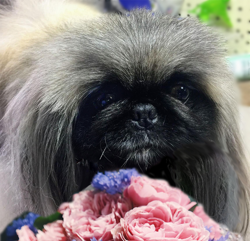 Greta has been adopted!, Adoptable, Adult Female Pekingese.