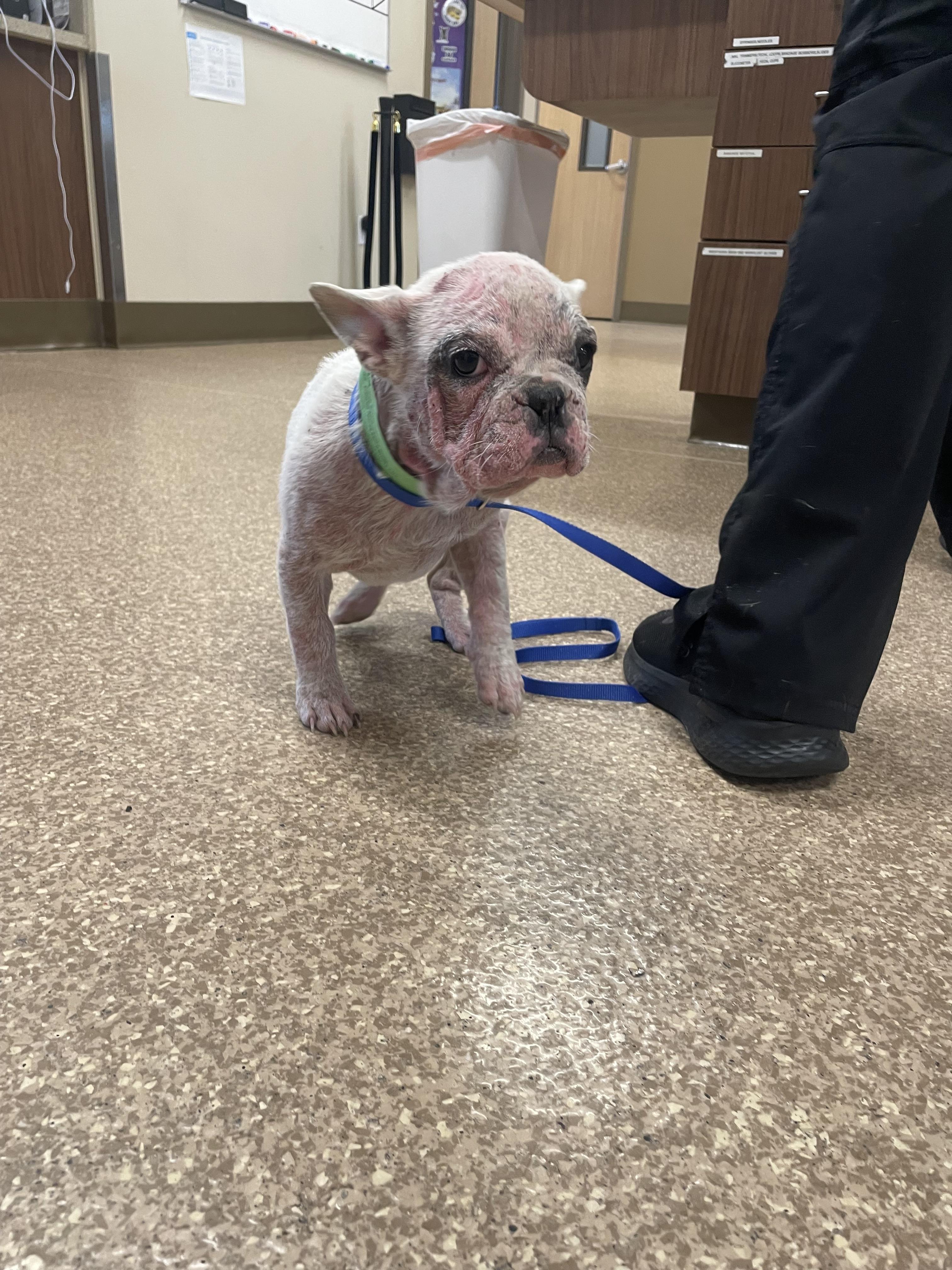 Enlarge Wynter, a Adoptable French Bulldog in PALM BAY, FL image 1/1