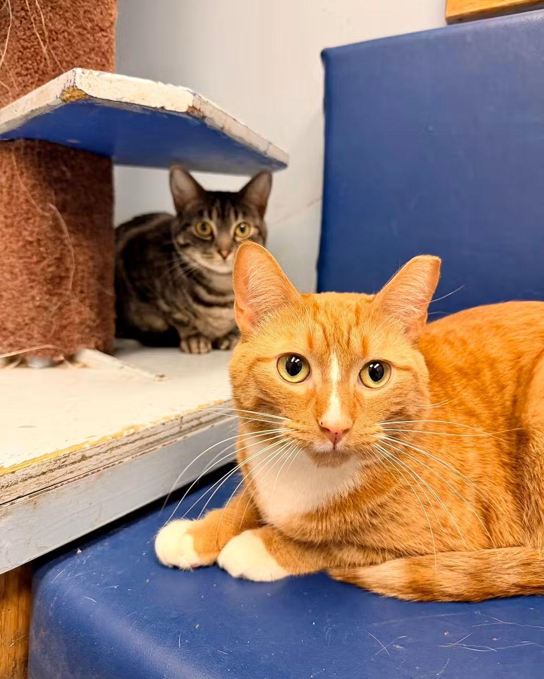 Muchi and Yuki, a Adoptable Domestic Short Hair in Buffalo, NY image 1/4