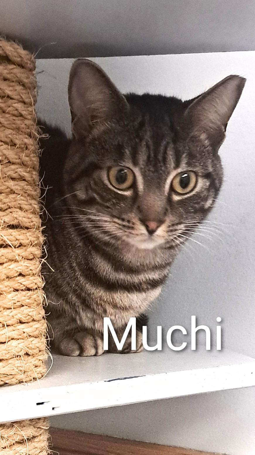 Muchi and Yuki, a Adoptable Domestic Short Hair in Buffalo, NY image 2/4