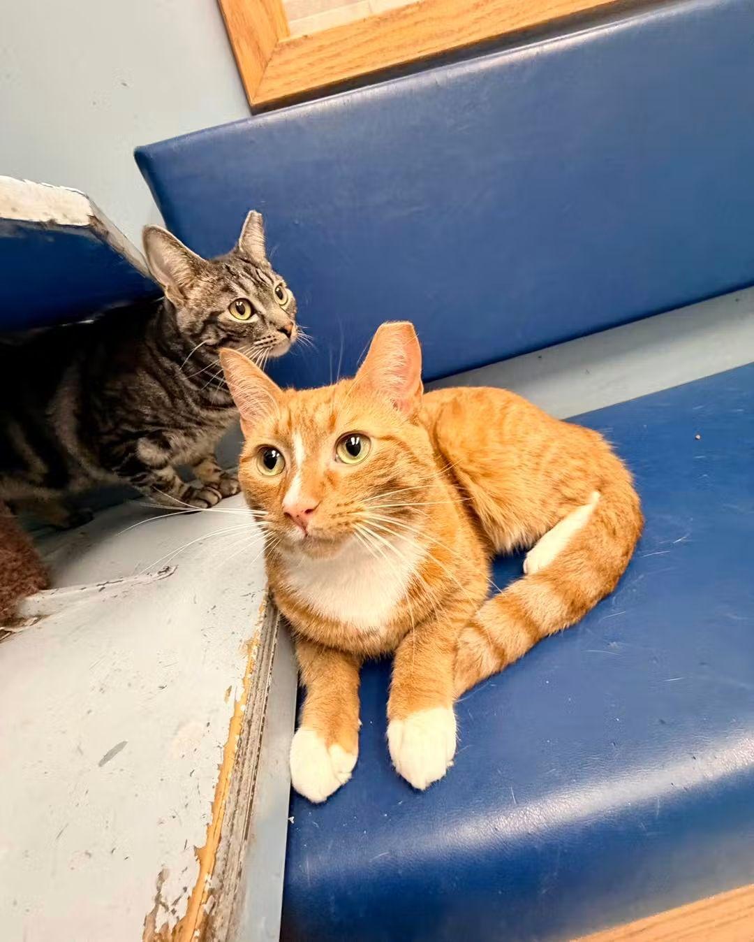 Muchi and Yuki, a Adoptable Domestic Short Hair in Buffalo, NY image 3/4