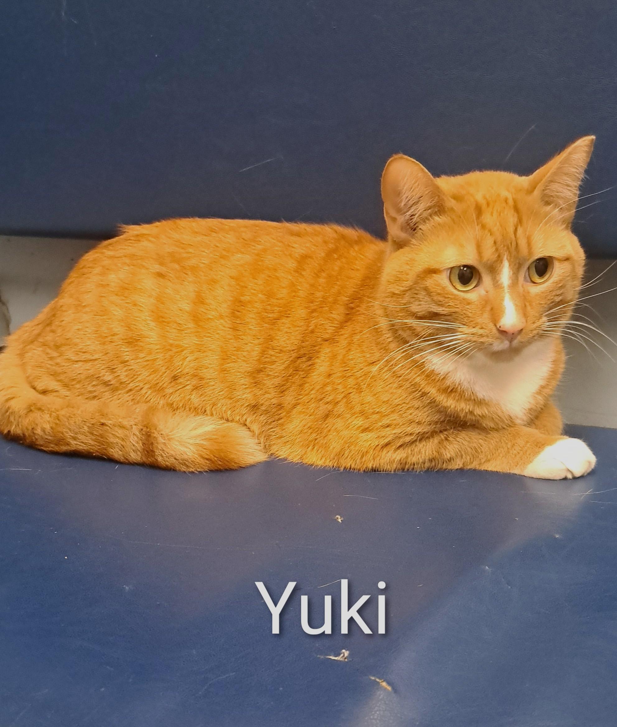 Muchi and Yuki, a Adoptable Domestic Short Hair in Buffalo, NY image 4/4