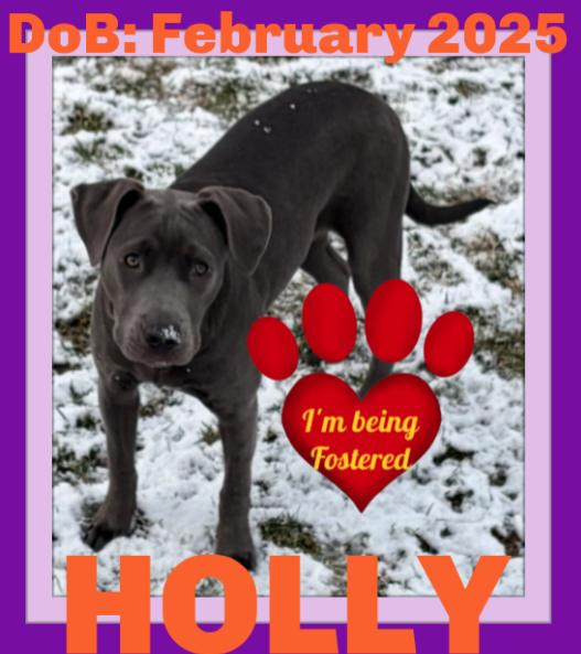 HOLLY - Fostered in Howland, Maine, Adoptable, Young Female Pit Bull Terrier.