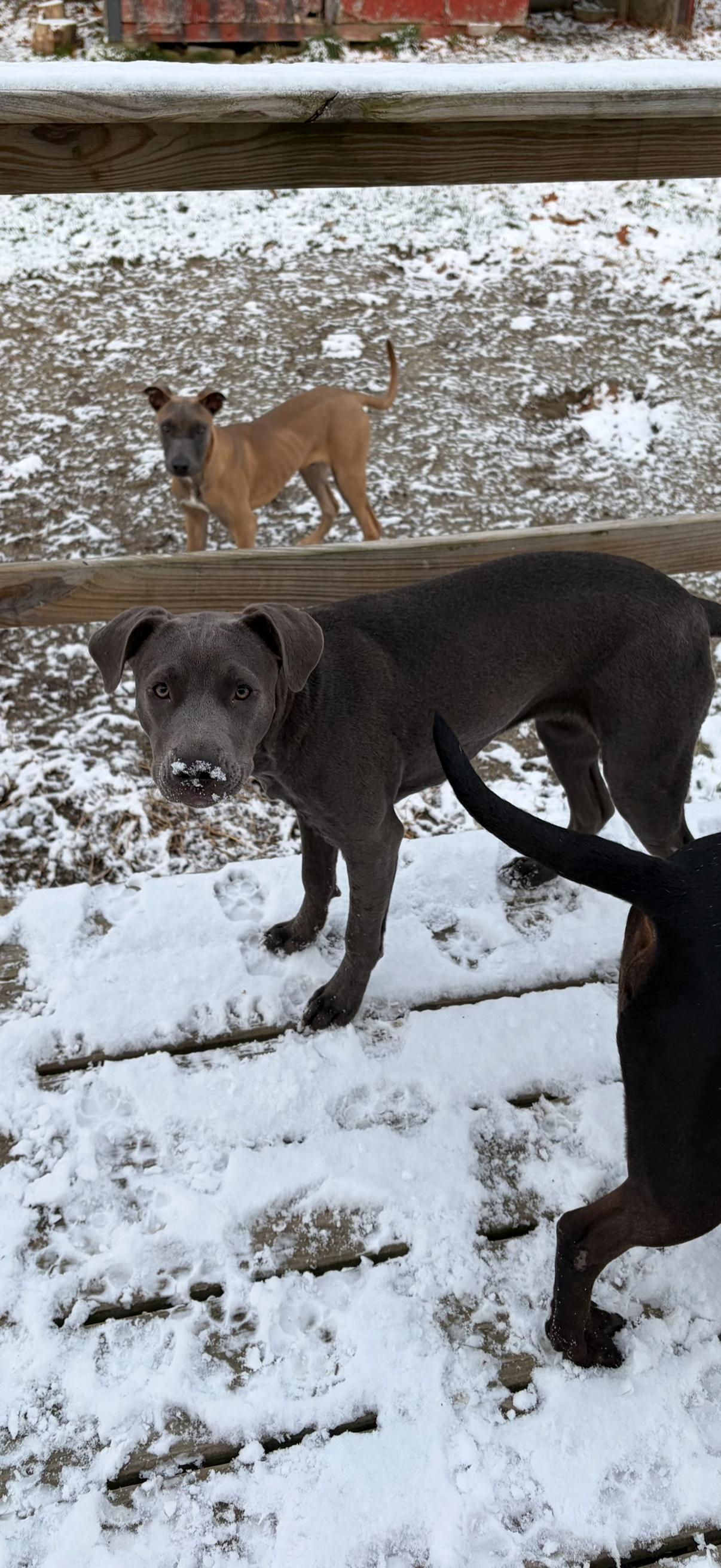Enlarge HOLLY - Fostered in Howland, Maine, a Adoptable Pit Bull Terrier in Sebec, ME image 1/3