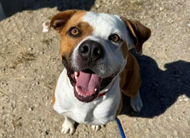 SQUID, Adoptable, Young Male Beagle & American Staffordshire Terrier.