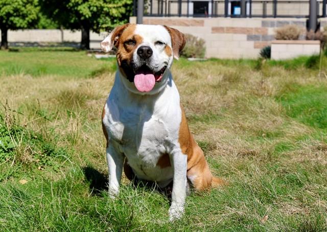 SQUID, Adoptable, Young Male Beagle & American Staffordshire Terrier.