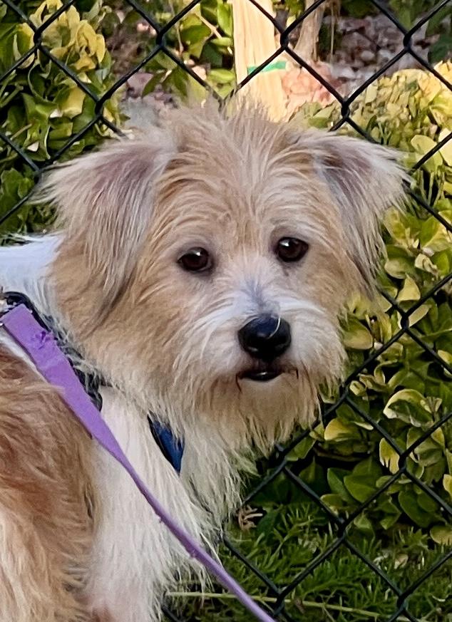 MILO, an adoptable Havanese, Terrier in Agoura Hills, CA, 91301 | Photo Image 1