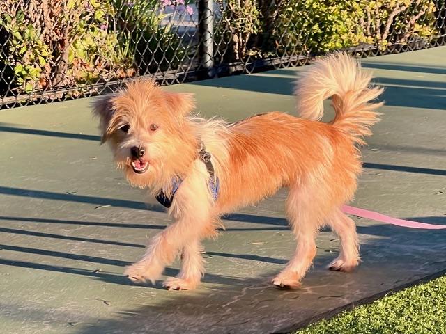 MILO, an adoptable Havanese, Terrier in Agoura Hills, CA, 91301 | Photo Image 3