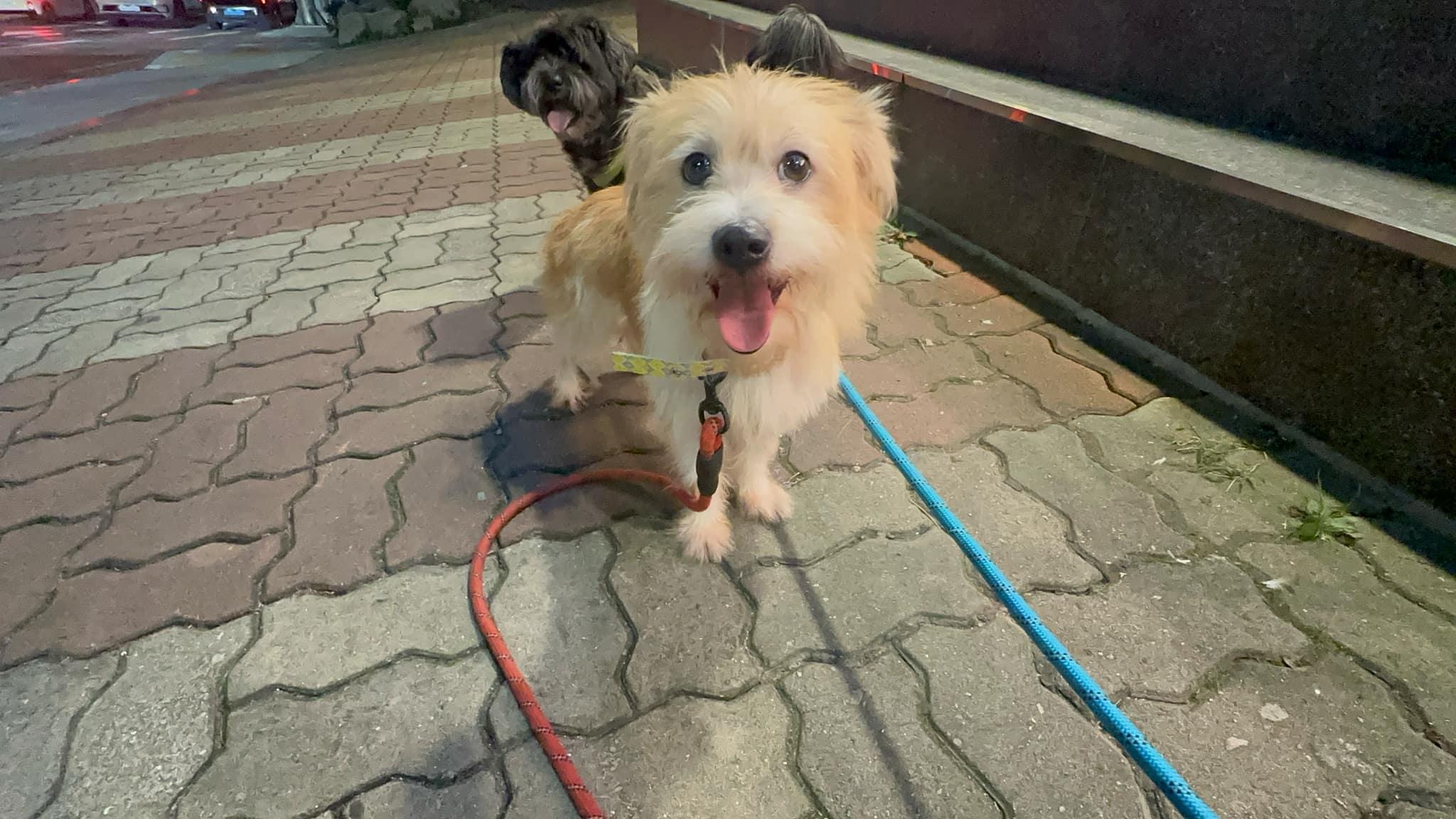 MILO, an adoptable Havanese, Terrier in Agoura Hills, CA, 91301 | Photo Image 2