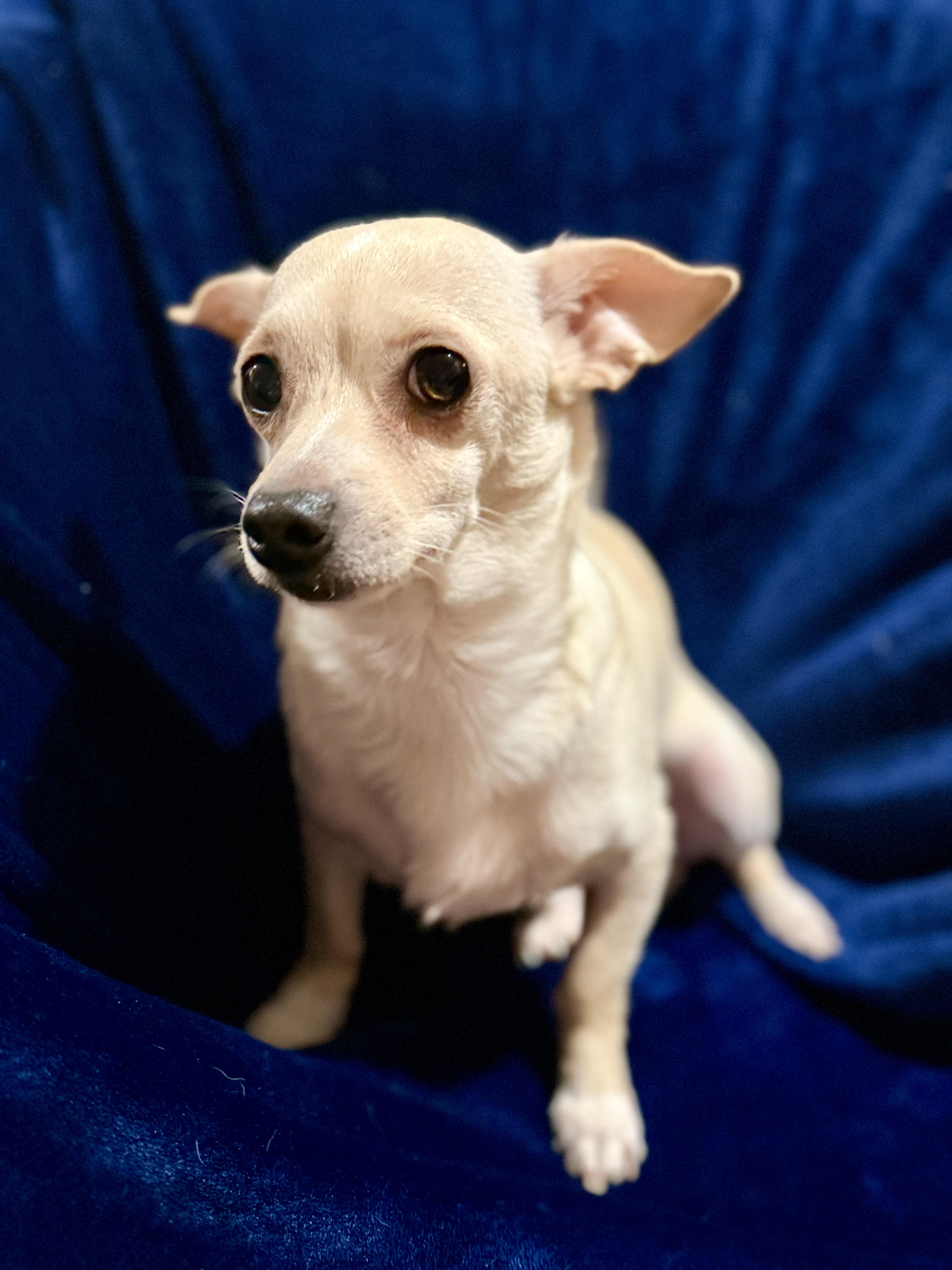 Enlarge Shane, a Adoptable mixed breed in Lodi, CA image 4/6