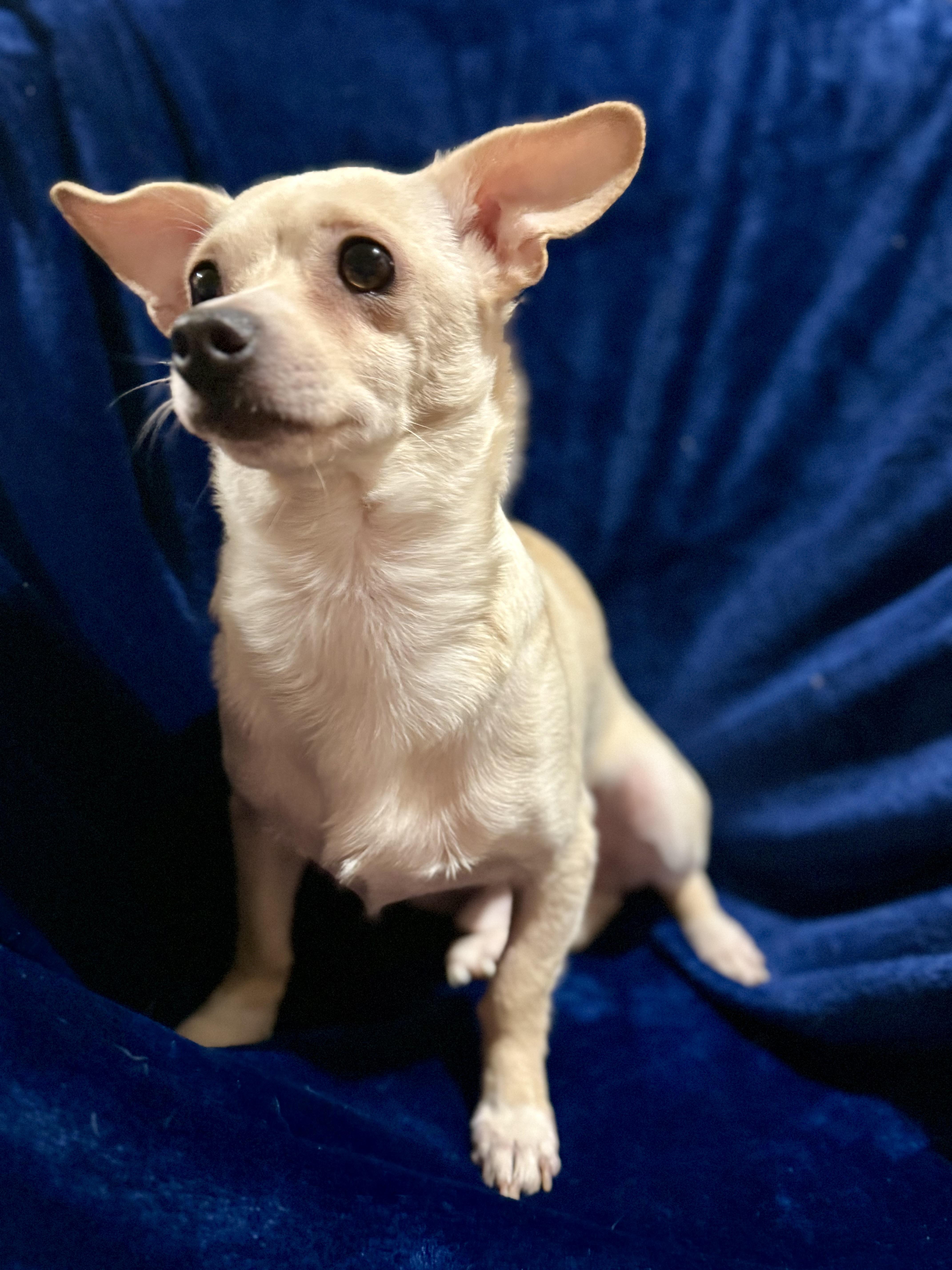 Enlarge Shane, a Adoptable mixed breed in Lodi, CA image 6/6