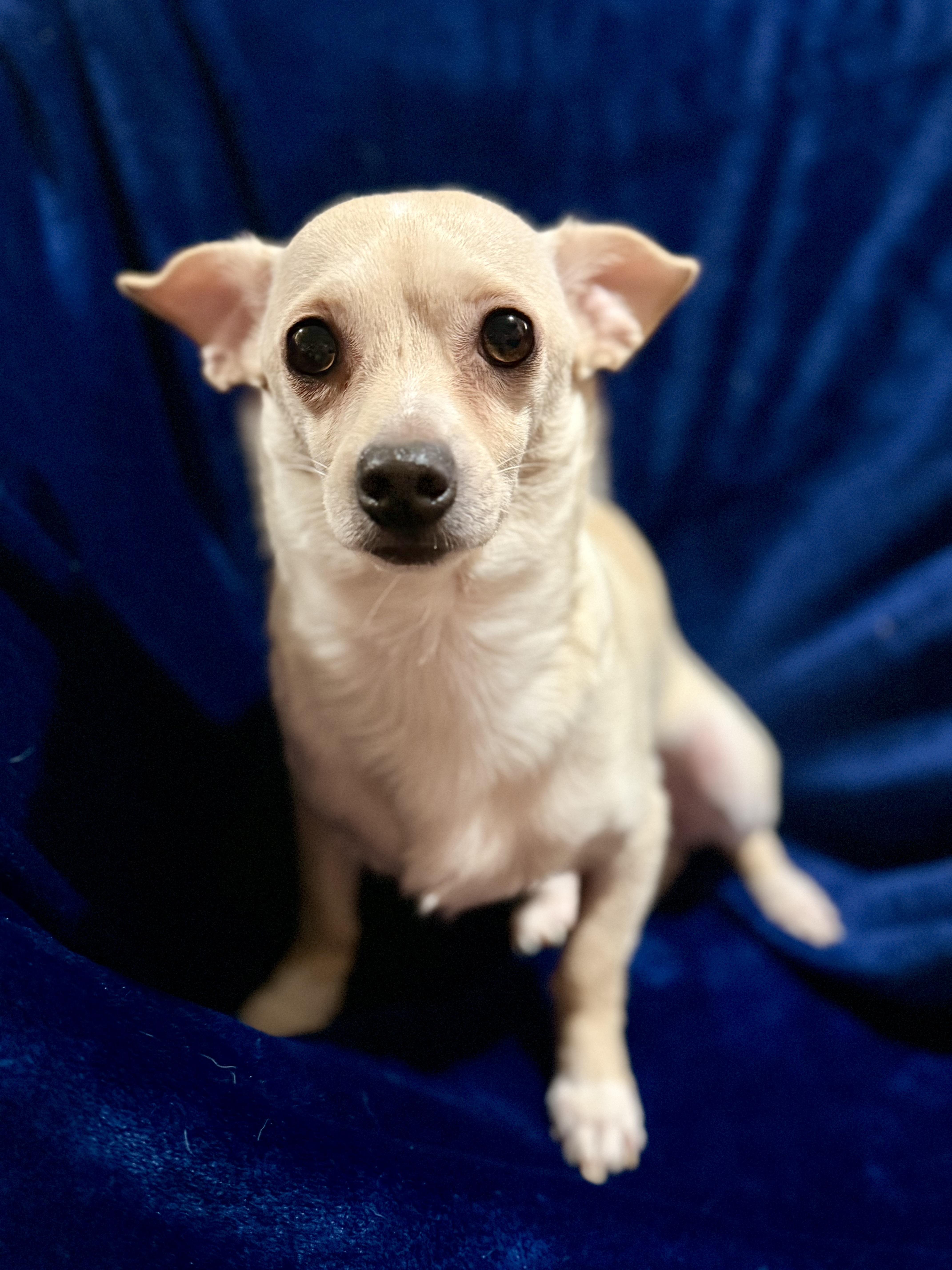 Enlarge Shane, a Adoptable mixed breed in Lodi, CA image 5/6