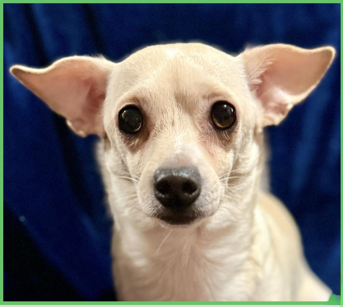 Enlarge Shane, a Adoptable mixed breed in Lodi, CA image 1/6