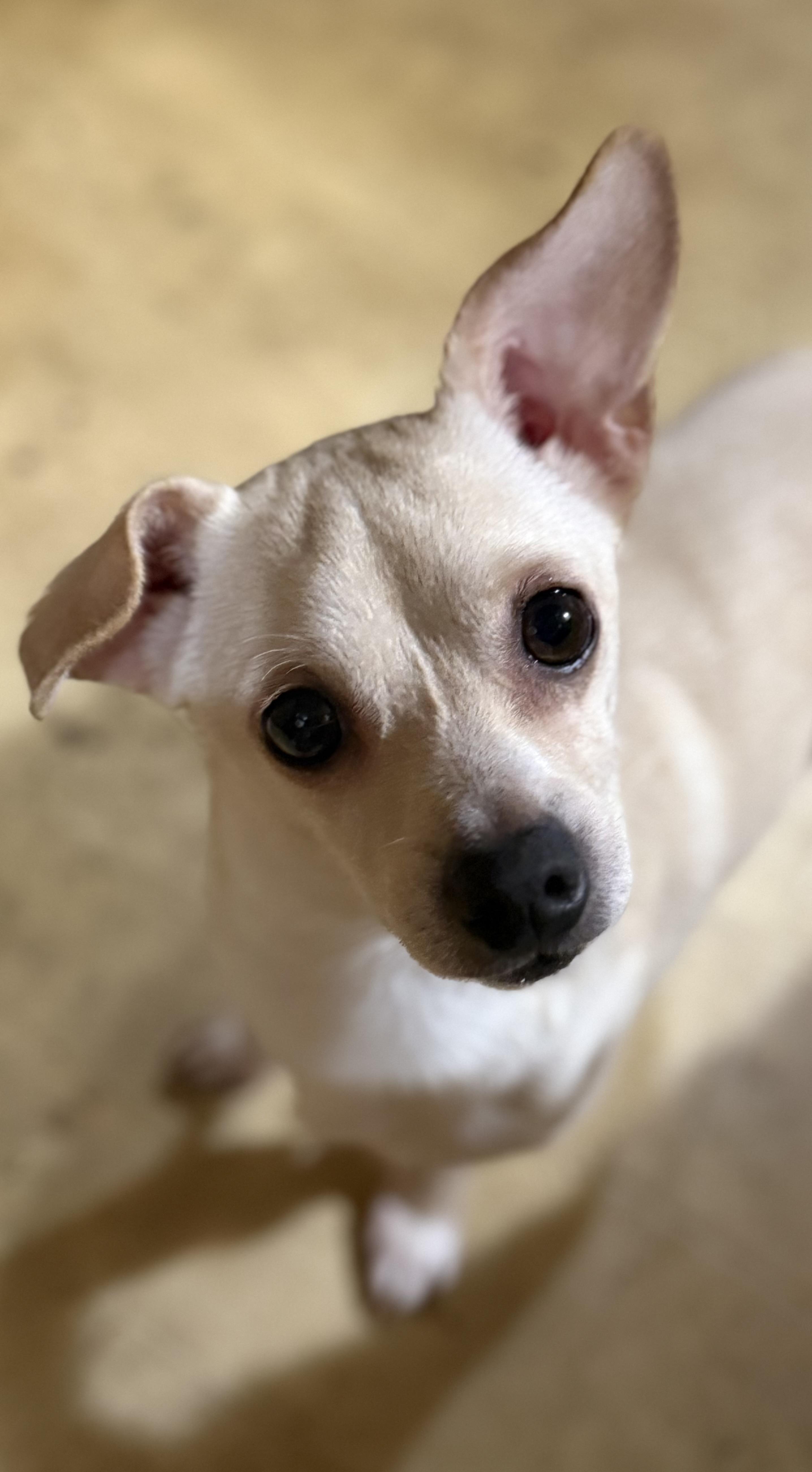Enlarge Shane, a Adoptable mixed breed in Lodi, CA image 2/6