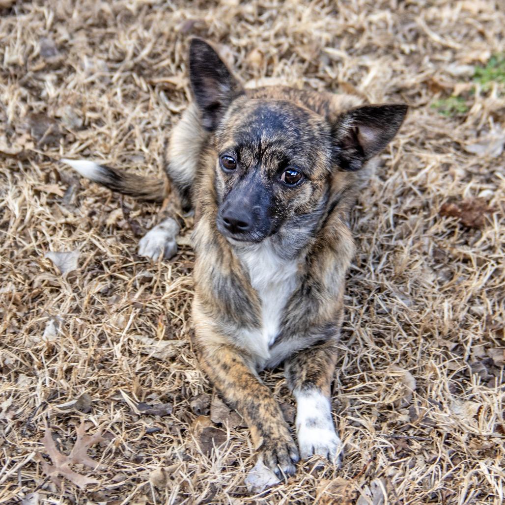 Enlarge Chiquita, a Adoptable mixed breed in Wichita, KS image 1/6