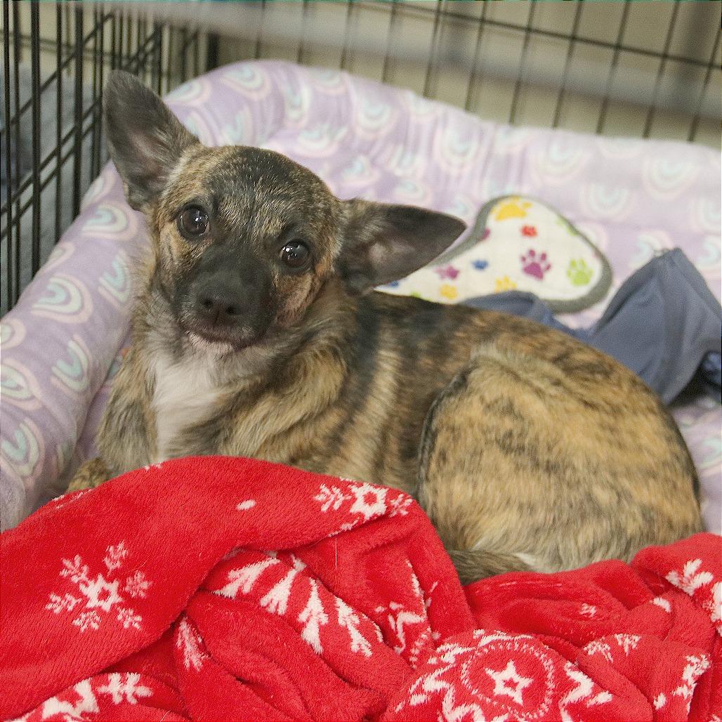 Enlarge Chiquita, a Adoptable mixed breed in Wichita, KS image 2/6