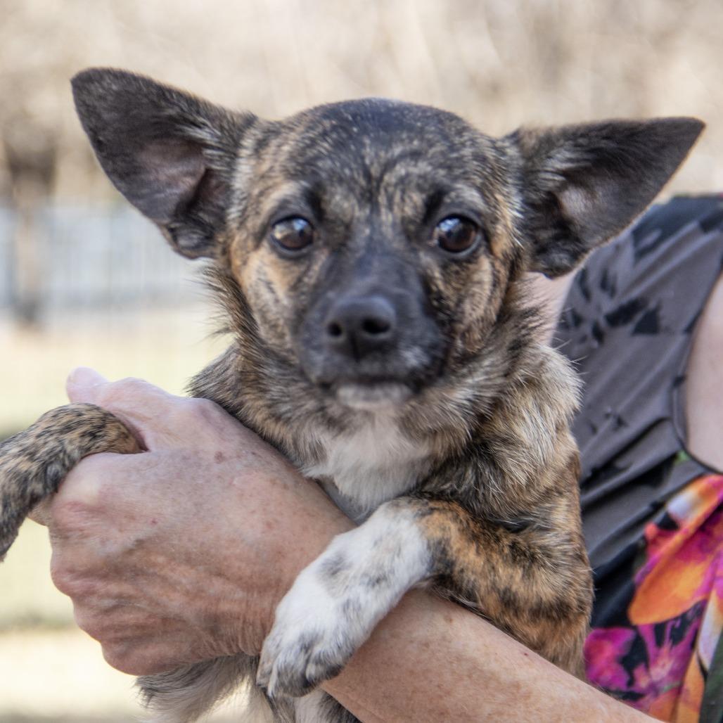 Enlarge Chiquita, a Adoptable mixed breed in Wichita, KS image 3/6