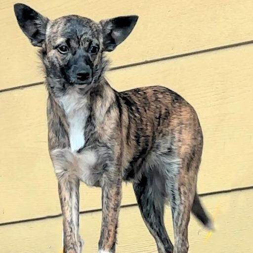 Enlarge Chiquita, a Adoptable mixed breed in Wichita, KS image 4/6