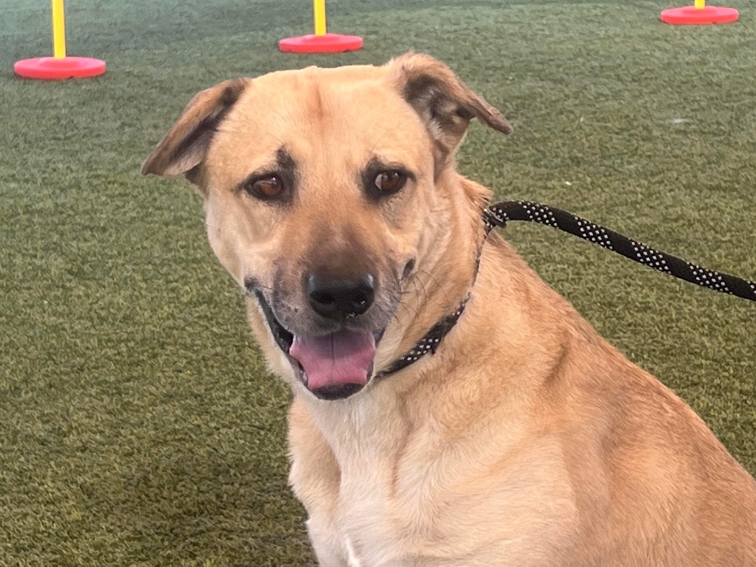 Enlarge Juno, a Adoptable mixed breed in Phoenix, AZ image 4/6