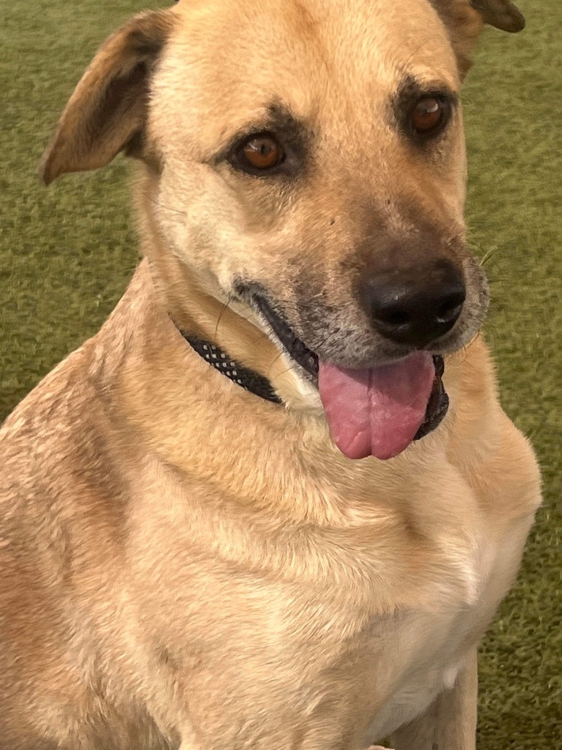 Enlarge Juno, a Adoptable mixed breed in Phoenix, AZ image 5/6