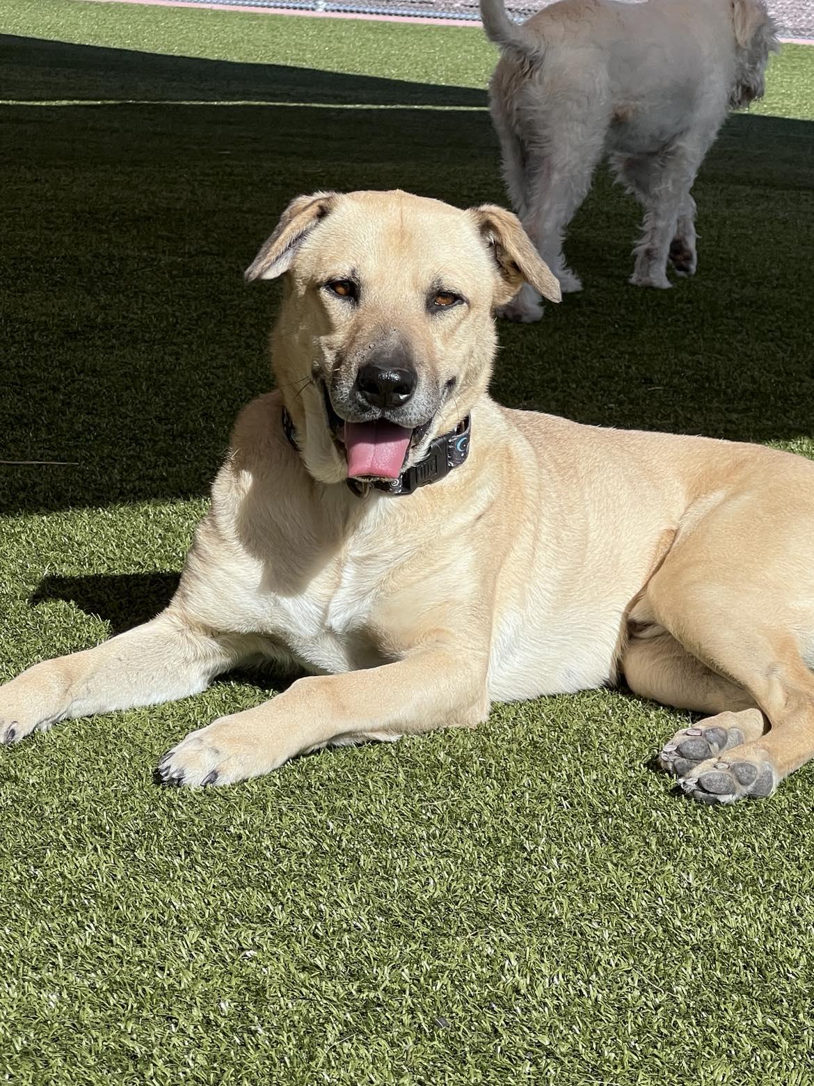 Enlarge Juno, a Adoptable mixed breed in Phoenix, AZ image 2/6