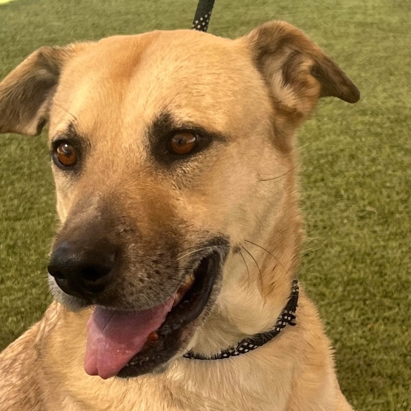 Enlarge Juno, a Adoptable mixed breed in Phoenix, AZ image 6/6