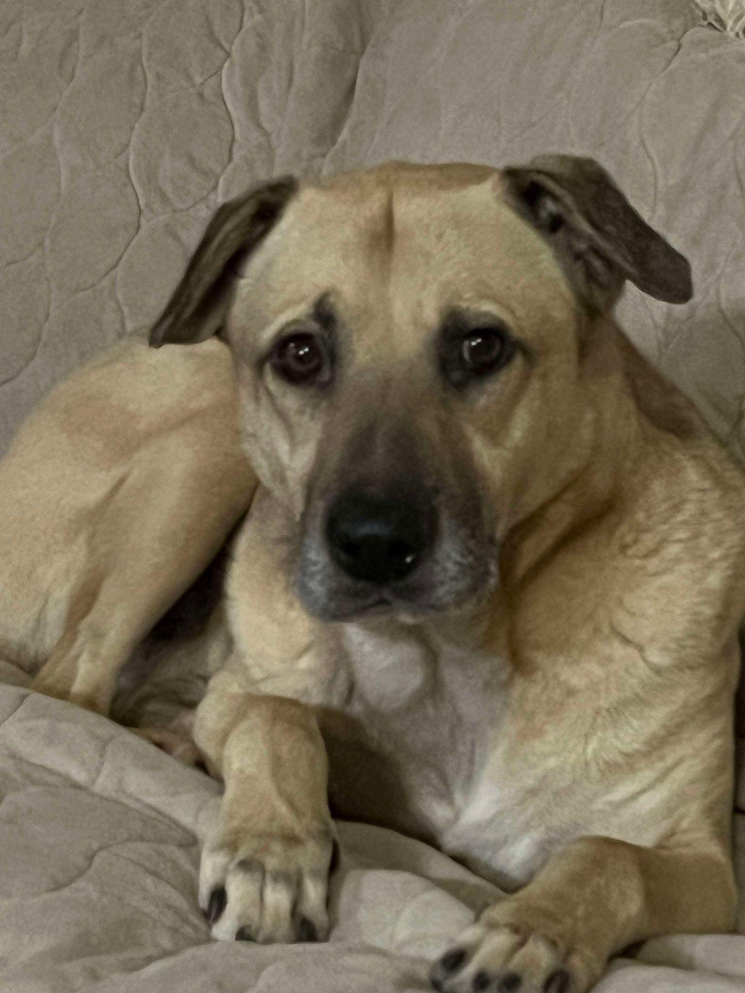 Enlarge Juno, a Adoptable mixed breed in Phoenix, AZ image 3/6