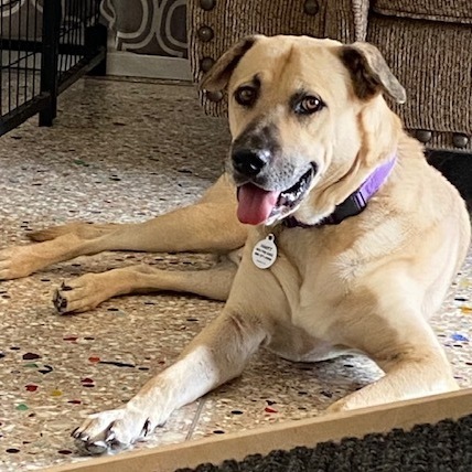 Juno, Adoptable, Senior Male Labrador Retriever & Black Mouth Cur.