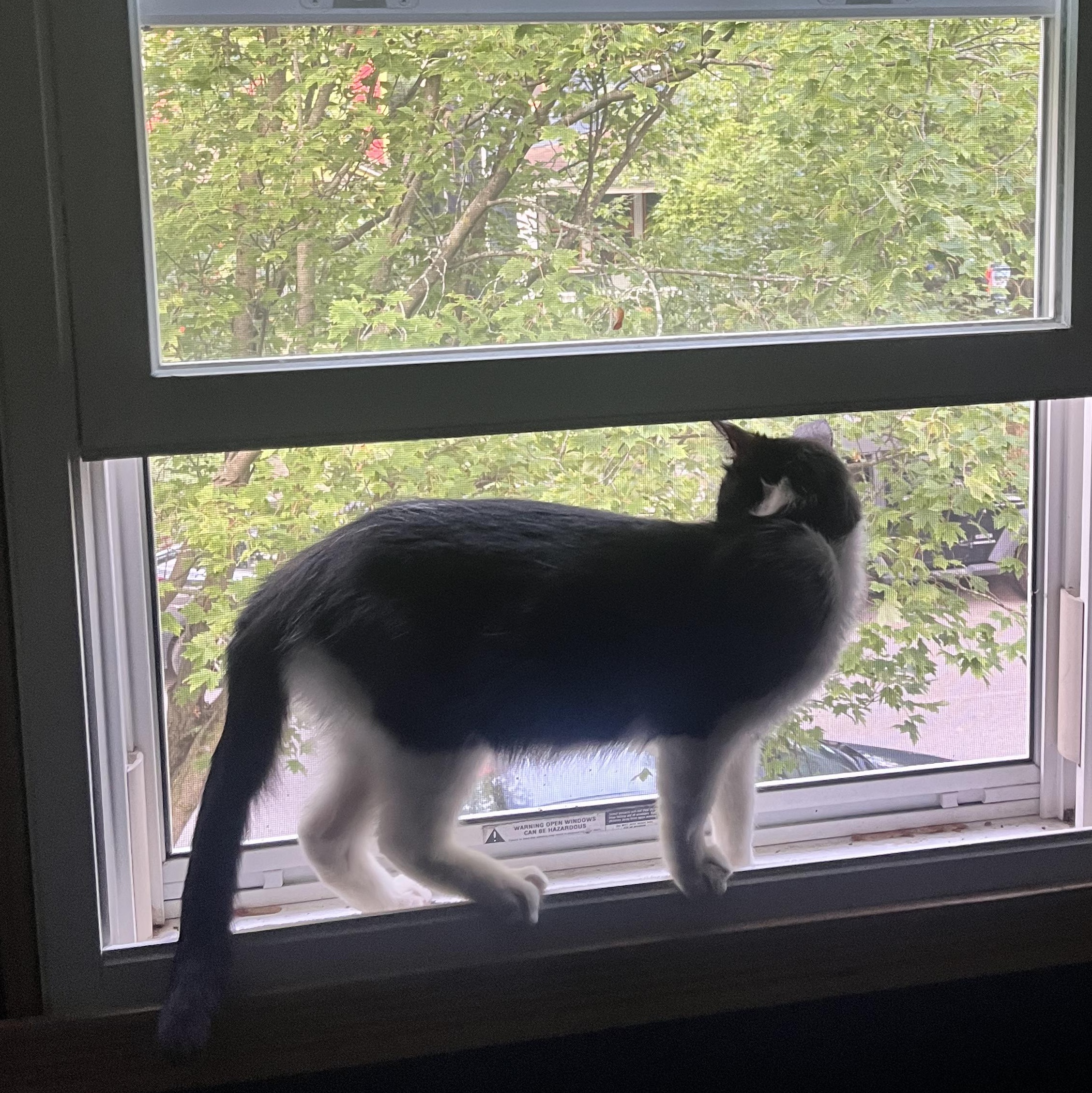 Edamame, a Adoptable Domestic Short Hair in Buffalo, NY image 2/4