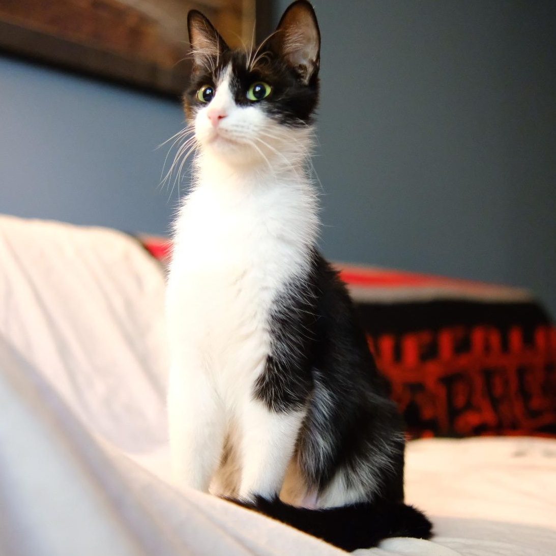 Edamame, a Adoptable Domestic Short Hair in Buffalo, NY image 1/4