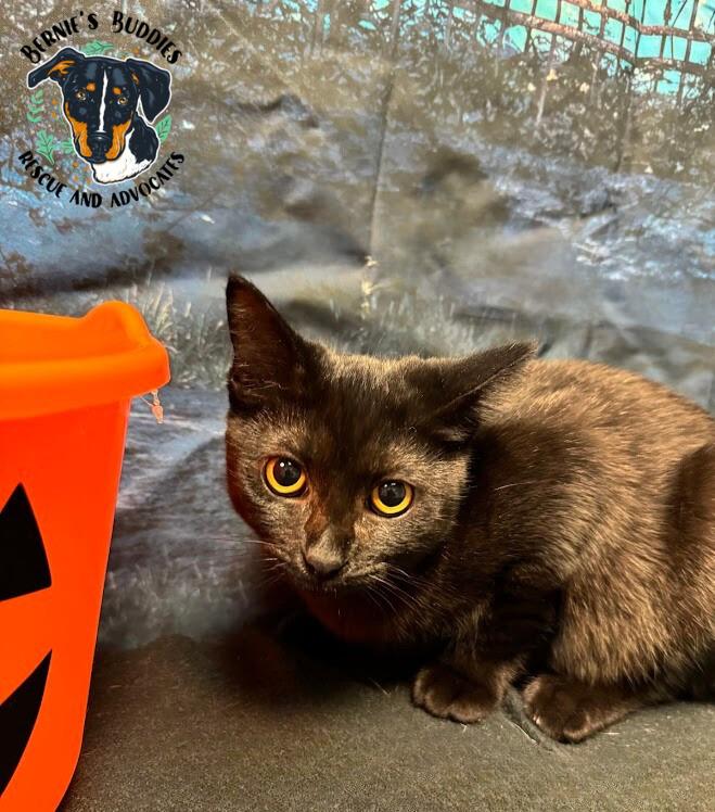 Sza, adopted, Young Female Domestic Short Hair.