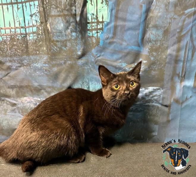 Enlarge Sza, an adopted Domestic Short Hair in Huntington, WV image 2/5