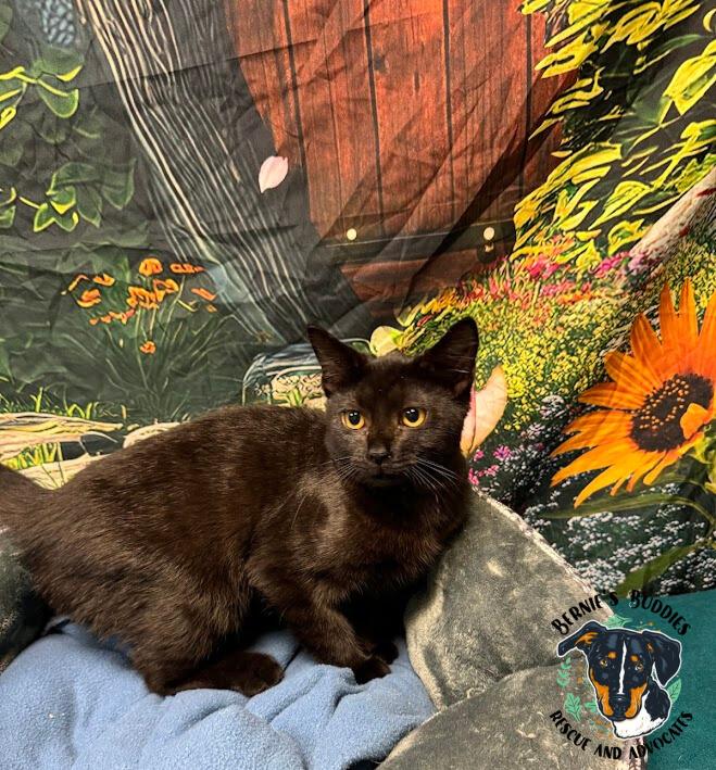 Enlarge Sza, an adopted Domestic Short Hair in Huntington, WV image 3/5