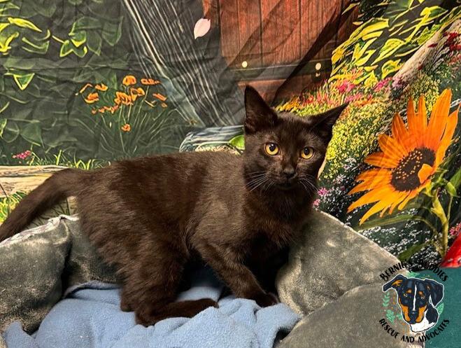 Enlarge Sza, an adopted Domestic Short Hair in Huntington, WV image 4/5