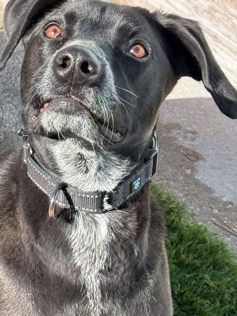 Duke, a Adoptable mixed breed in Augusta, GA image 3/3