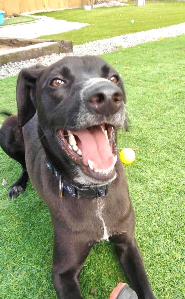 Enlarge Duke, a Adoptable mixed breed in Augusta, GA image 2/3