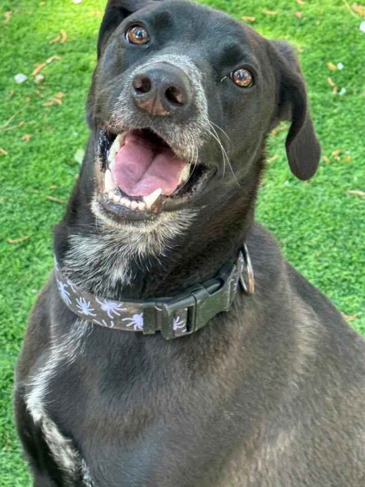 Duke, a Adoptable mixed breed in Augusta, GA image 2/3