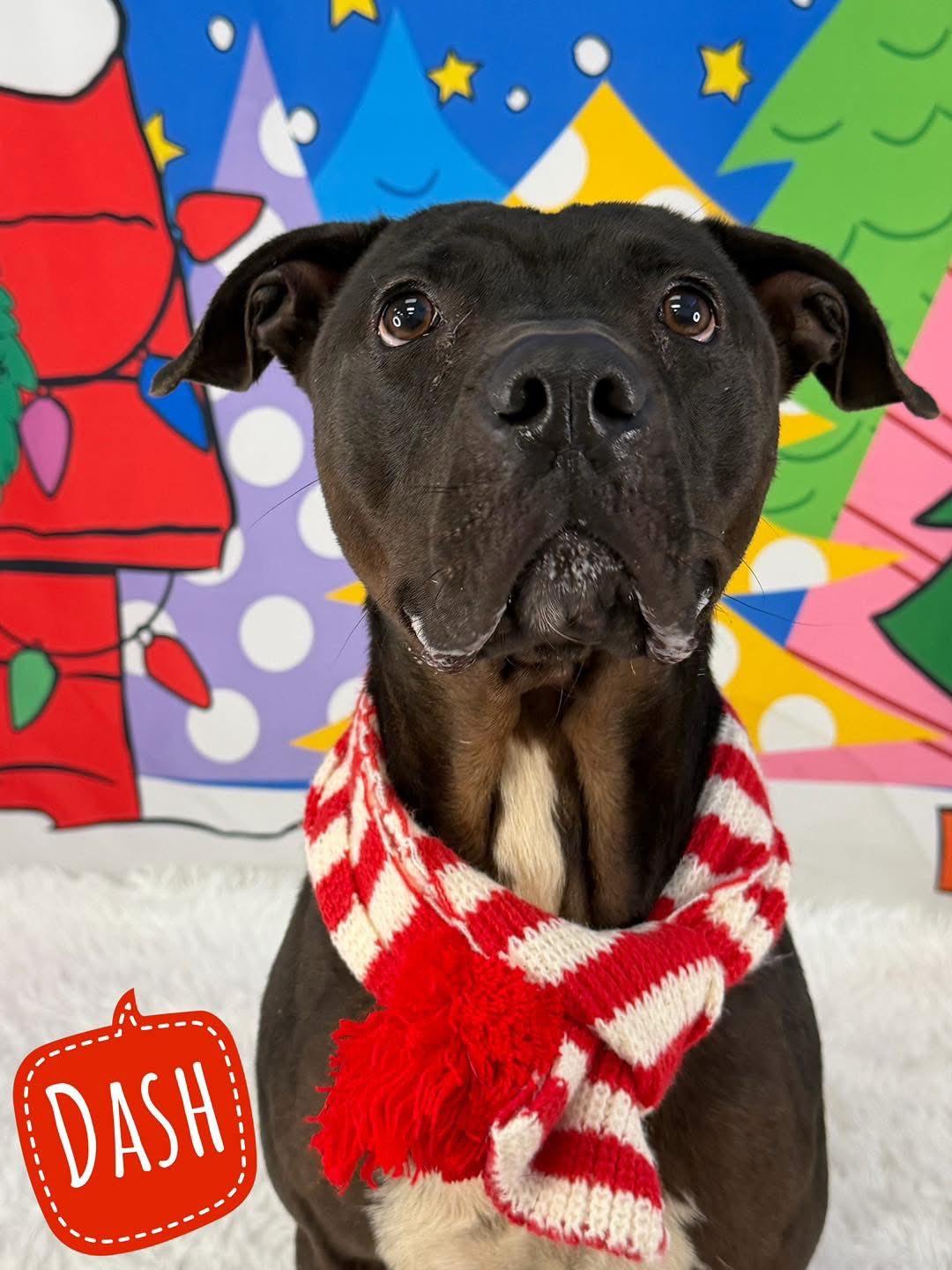 Dash, ADOPTABLE, Adult Male Mixed Breed.