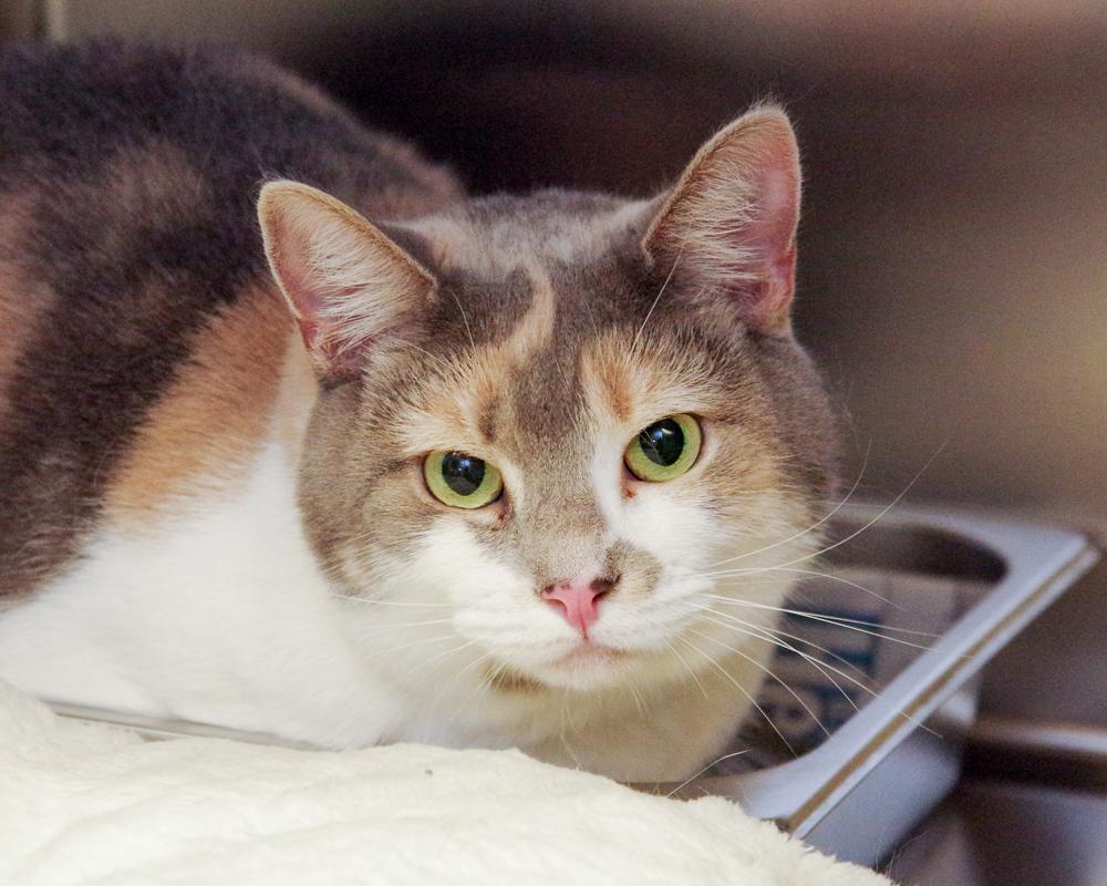 Laney, Young Female Domestic Short Hair