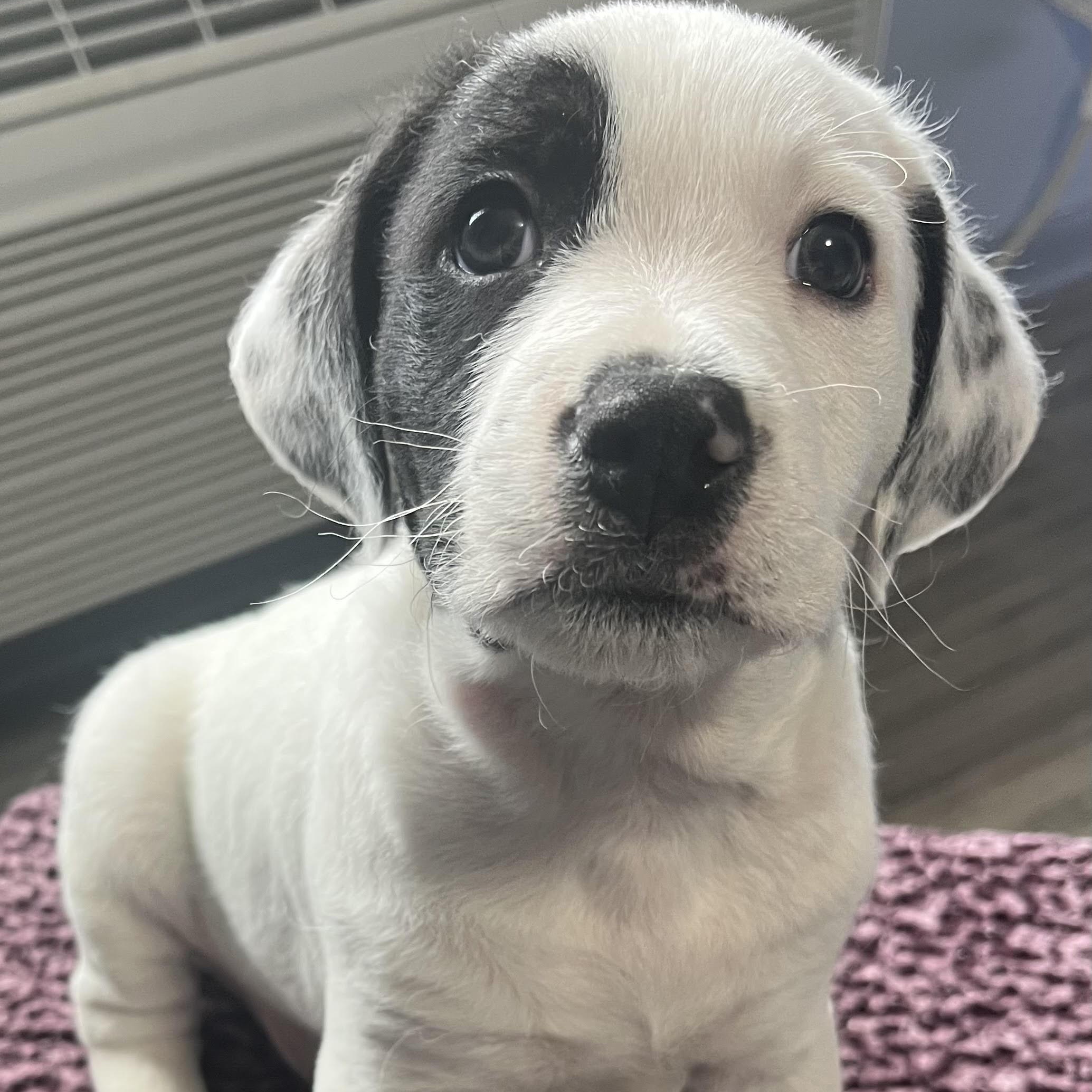 Enlarge Macaroon, an adopted mixed breed in Palatine, IL image 1/3