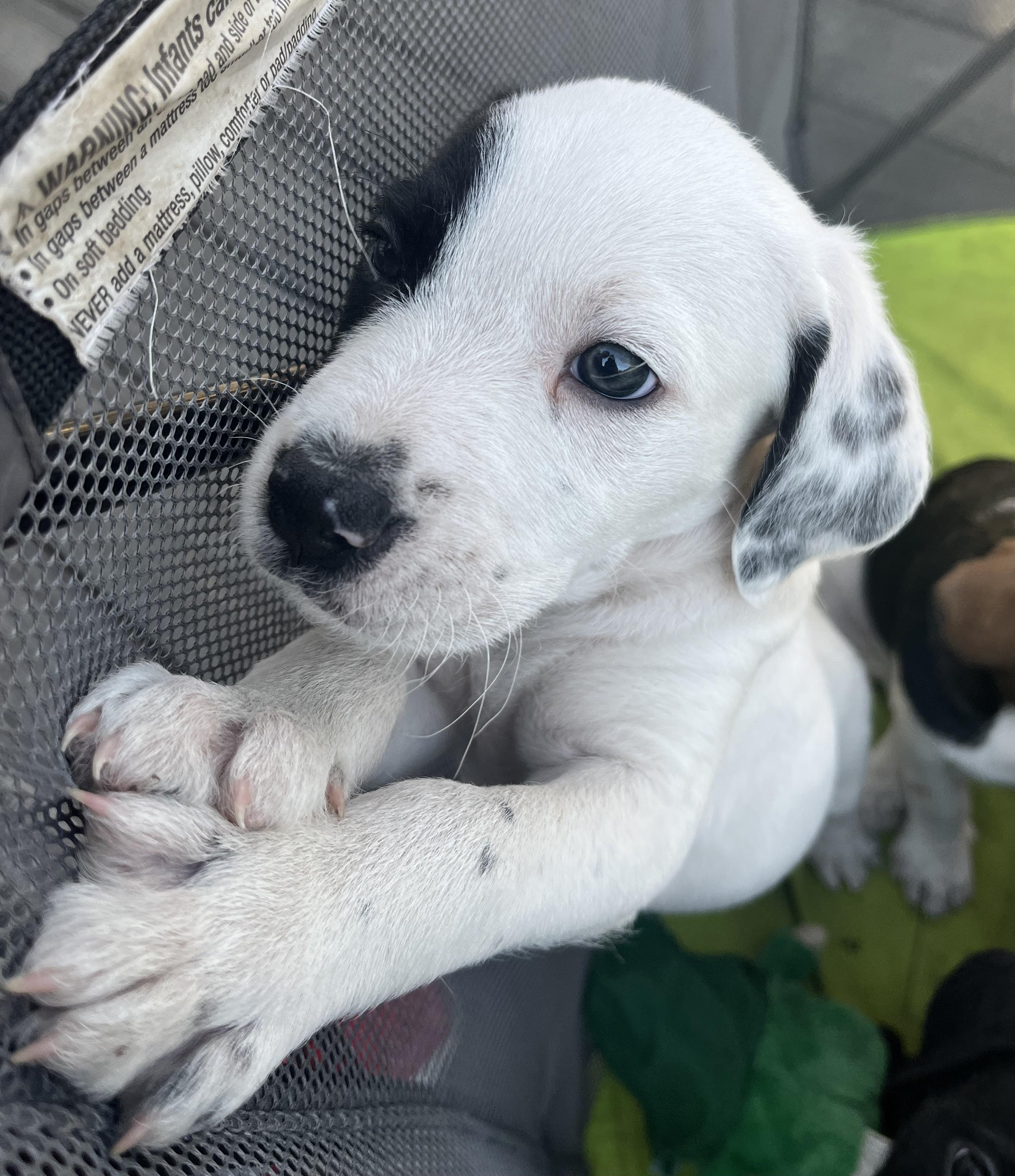 Enlarge Macaroon, an adopted mixed breed in Palatine, IL image 2/3