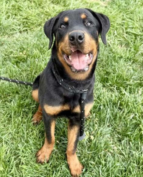 Enlarge PLUTO, an adopted Rottweiler in Oswego, IL image 1/1