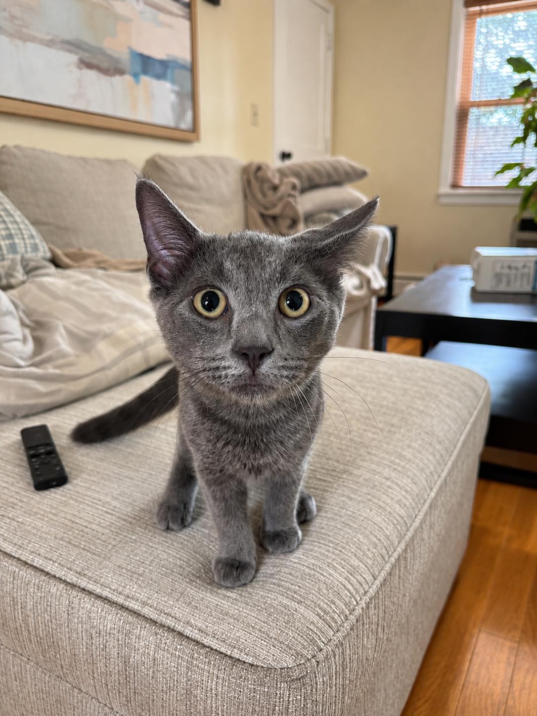 Enlarge Smoke, a Adoptable mixed breed in Bethel, CT image 3/6